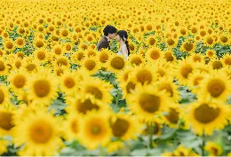 北竜町ひまわりロケーション