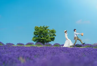 美瑛・富良野の花畑